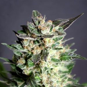 BCN Diesel od Kannabia Seed nasiona marihuany
