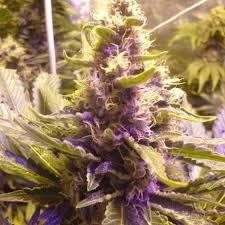 Sweet Kush od Original Sensible Seeds nasiona marihuany