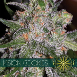 Vision Cookies od Vision Seeds nasiona marihuany
