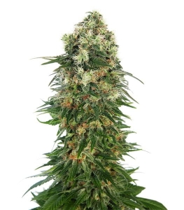 Shiva Skunk Automatic od Sensi Seeds nasiona marihuany