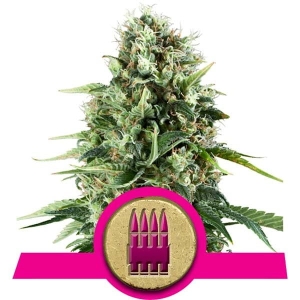Royal AK od Royal Queen Seeds nasiona marihuany