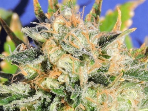 Critical Diesel Auto od Original Sensible Seeds nasiona marihuany