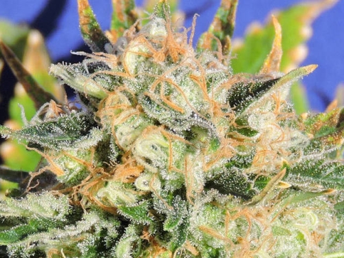 Critical Diesel Auto
