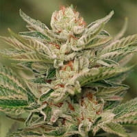 Sapphire Scout od Humboldt Seeds nasiona marihuany