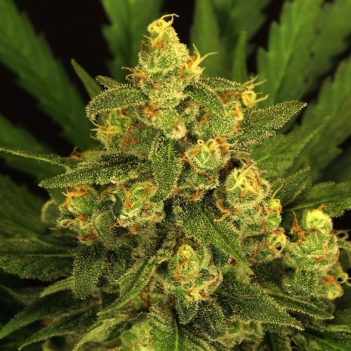 Tangerine Kush