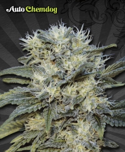 Auto Chemdog od Auto Seeds nasiona marihuany
