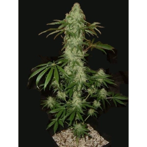 AK BIO od Biological Seeds nasiona marihuany