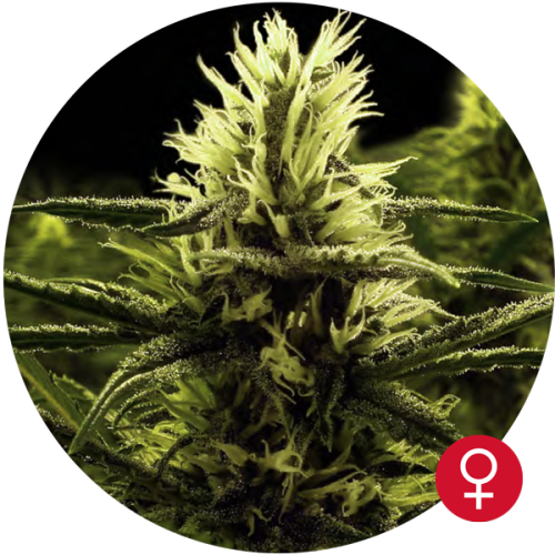 Citral Skunk