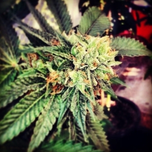 Berry OG Kush od 710 Genetics nasiona marihuany