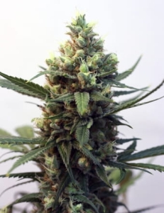 Toxic od Ripper Seeds nasiona marihuany