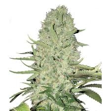 White Widow od Biological Seeds nasiona marihuany