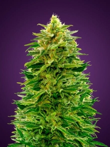 Auto Amnesia od Advanced Seeds nasiona marihuany