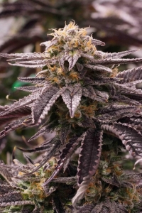 OGKZ od Humboldt Seeds nasiona marihuany