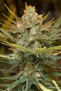 Three Blue Kings od Humboldt Seeds nasiona marihuany