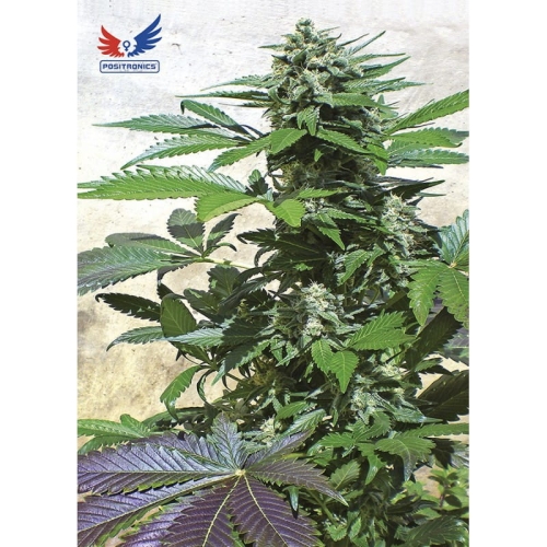 Blue Rhino
