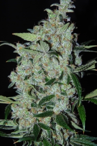 Purple Mexican od Cannabiogen nasiona marihuany