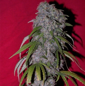 Nev. Haze od Female Seeds nasiona marihuany