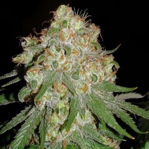 White Lady OG od 710 Genetics nasiona marihuany