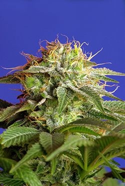 Green Poison Fast Version