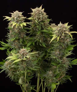 Moby Dick Auto od Silent Seeds nasiona marihuany