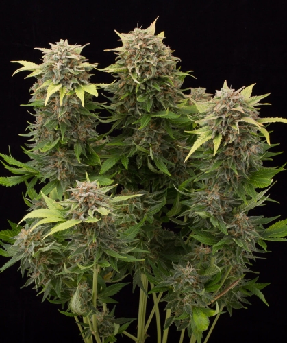 Moby Dick Auto