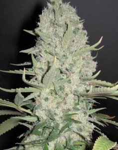 White Widow x Big Bud od Female Seeds nasiona marihuany