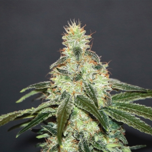 Mataro Blue CBD od Kannabia Seed nasiona marihuany