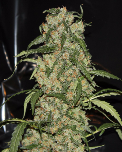 Blue Grape Dream
