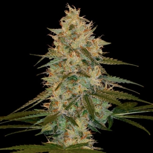 Chocolope Kush od DNA Genetics nasiona marihuany