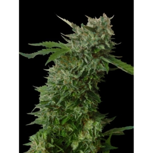 Amnezia VIP od Vip Seeds nasiona marihuany