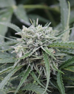 Auto NL od Female Seeds nasiona marihuany