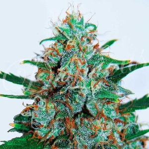 Critical Neville Haze Auto od Delicious Seeds nasiona marihuany