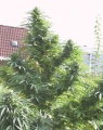 Easy Sativa