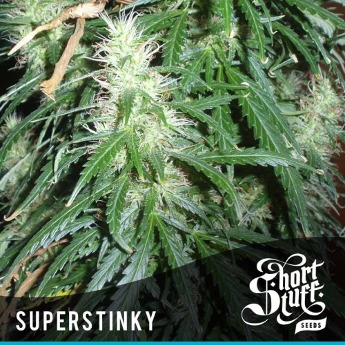 Auto Super Stinky