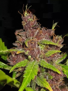 Purple Mazar Auto od Flash Seeds nasiona marihuany