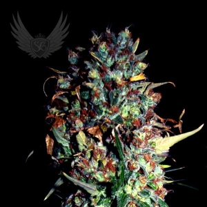 Jamaican Haze Auto od Sensi Genetics nasiona marihuany