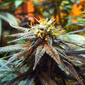 Mango Skunk od Nirvana nasiona marihuany