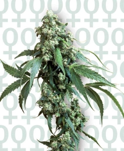 Jack Flash #5 od Sensi Seeds nasiona marihuany