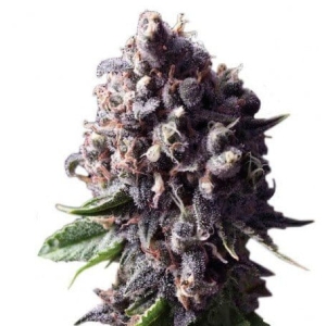 Auto Purple od Original Sensible Seeds nasiona marihuany
