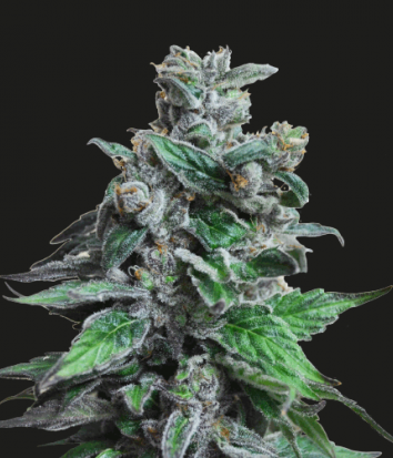 Moscow Blueberry