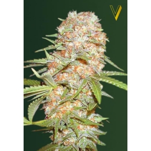 Auto Super Skunk od Victory Seeds nasiona marihuany