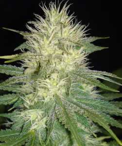 White Russian od Sagarmatha nasiona marihuany