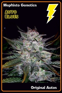 Auto Blues od Mephisto Genetics nasiona marihuany