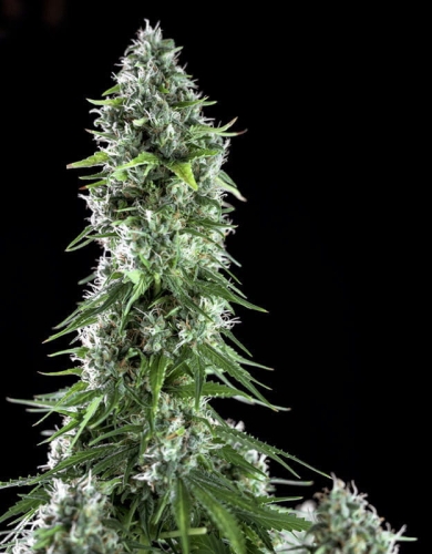 Kritikal Bilbo x Ak-47