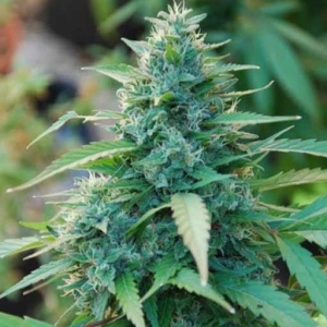 Caribe od Cannabiogen nasiona marihuany
