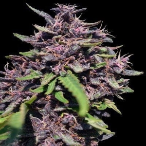 PCK x Panama od ACE Seeds nasiona marihuany
