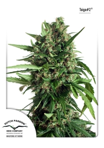 Auto Taiga #2 od Dutch Passion nasiona marihuany