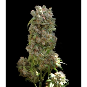 White Spanish od Vip Seeds nasiona marihuany