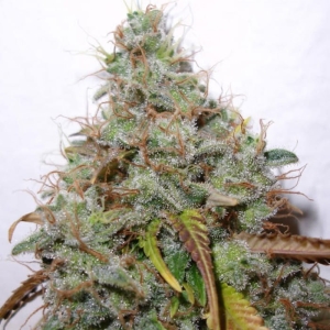 White Berry od Paradise Seeds nasiona marihuany