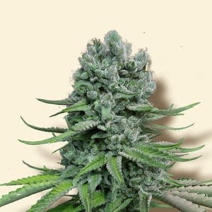 Skunk Auto od Biological Seeds nasiona marihuany